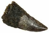 Serrated Raptor Tooth - Real Dinosaur Tooth #332903-1